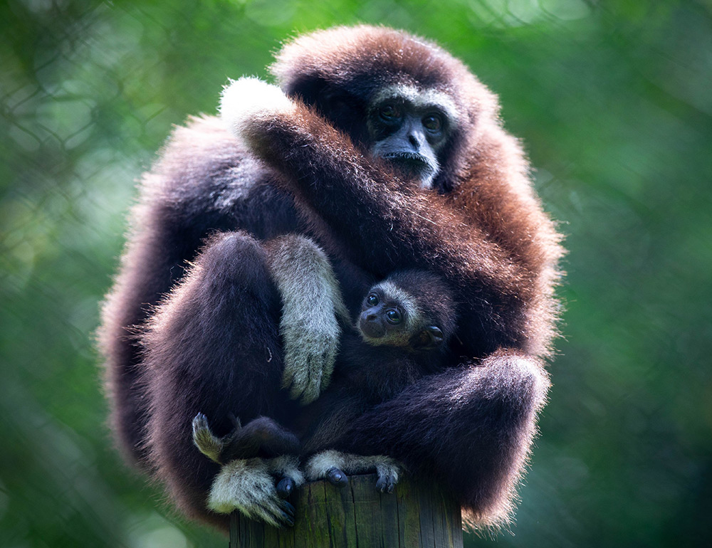 Gibbon and baby