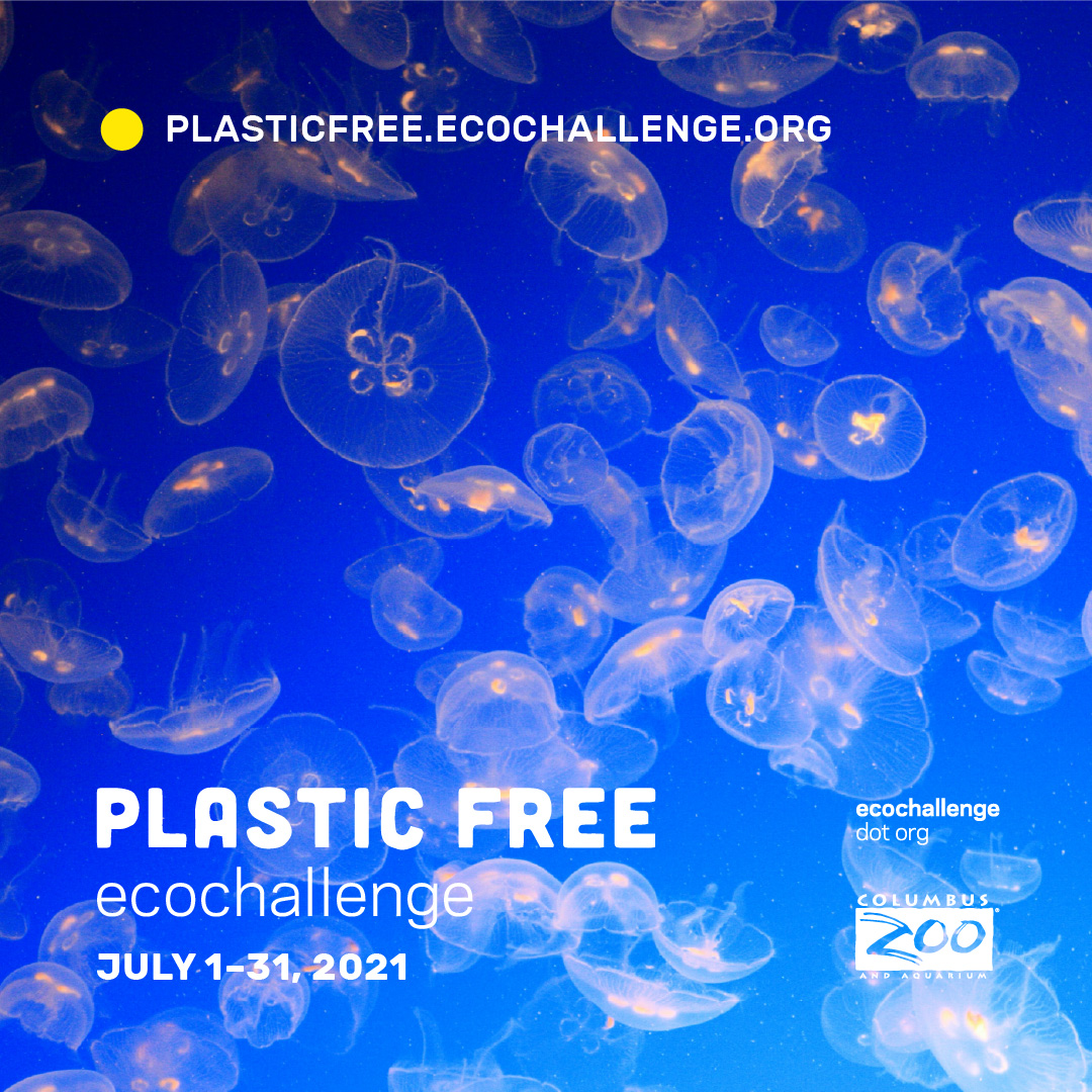 jellyfish background, Plastic Free EcoChallenge July 1-31, 2021