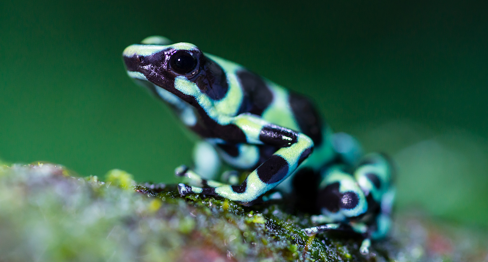 Green and black poison dart frog - Dendrobates auratus