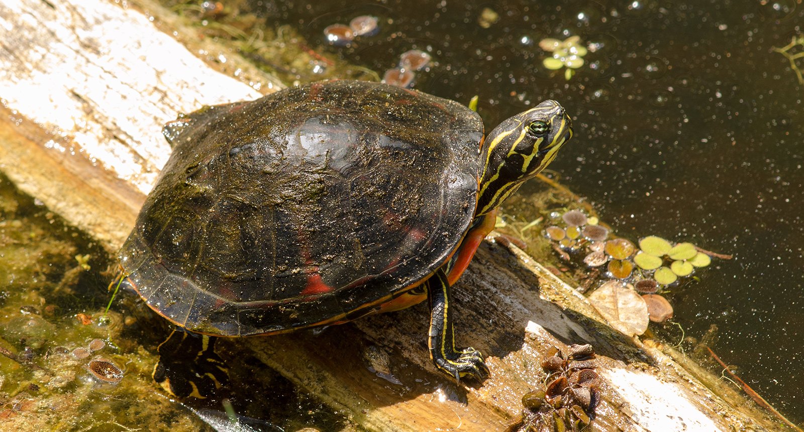 Florida red-bellied turtle - Pseudemys nelsoni