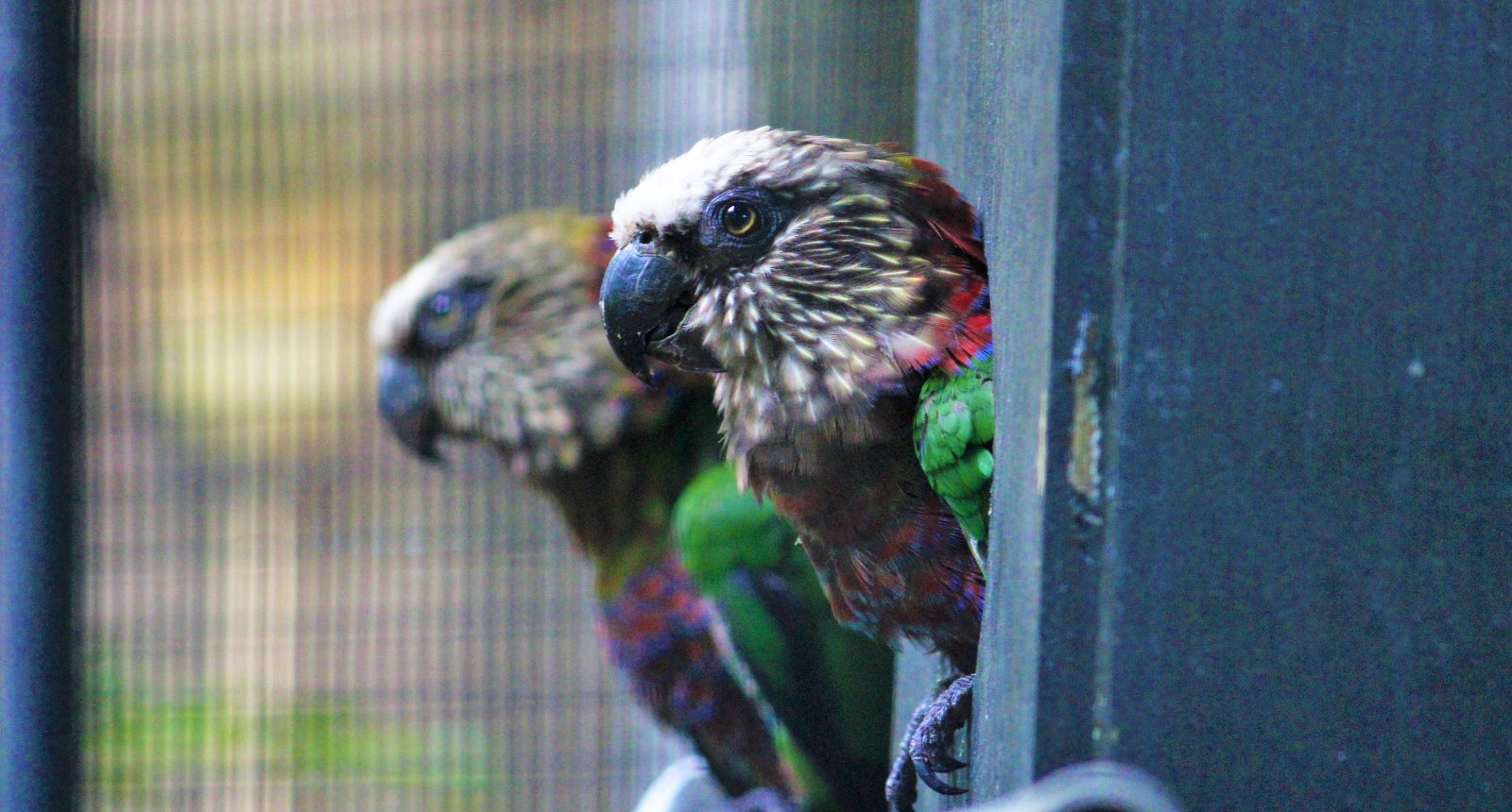 Hawk-headed parrot - Deroptyus accipitrinus accipitrinus