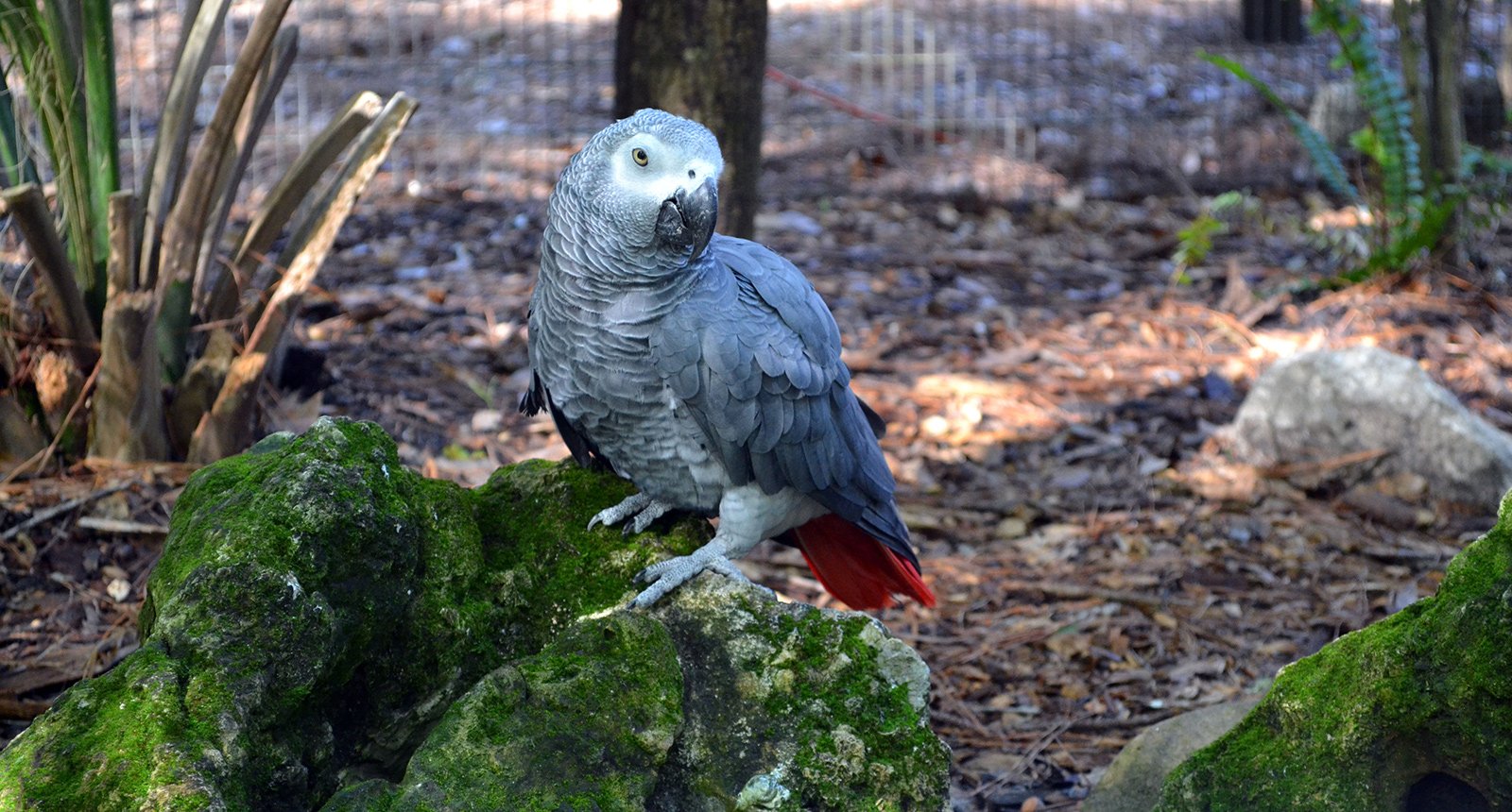 Grey parrot - Psittacus erithacus erithacus