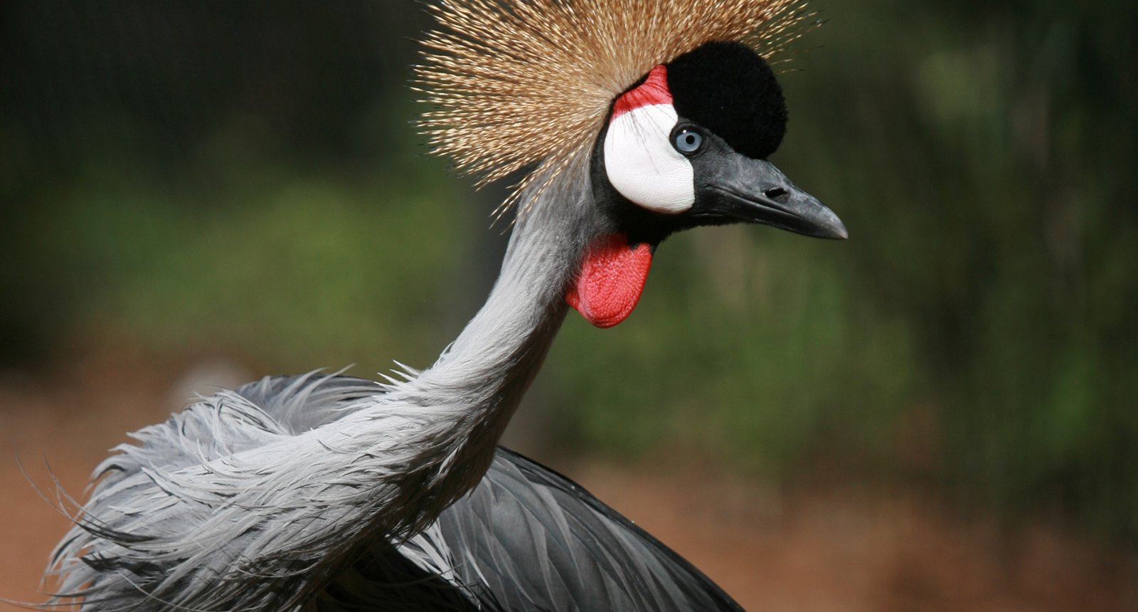 East African Grey Crowned Crane - Balearica regulorum gibbericeps