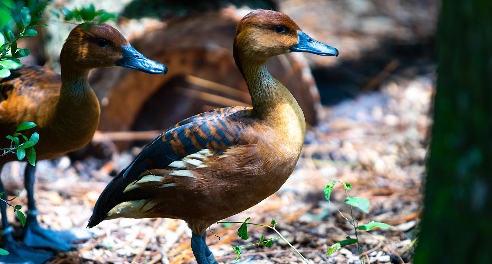 Fulvous whistling duck - Dendrocygna bicolor