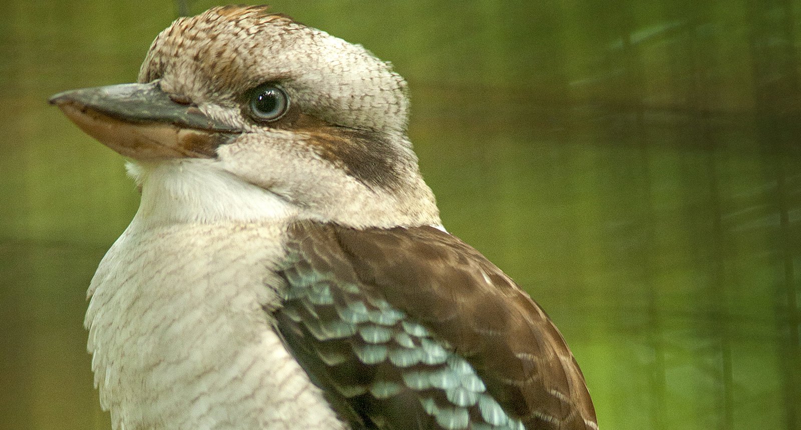 Kookaburra - Dacelo novaeguineae