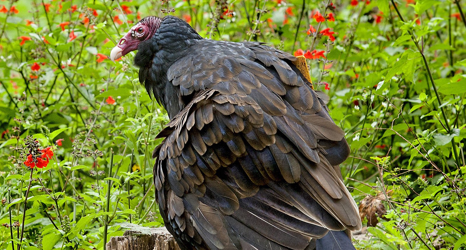 Turkey vulture - Cathartes aura