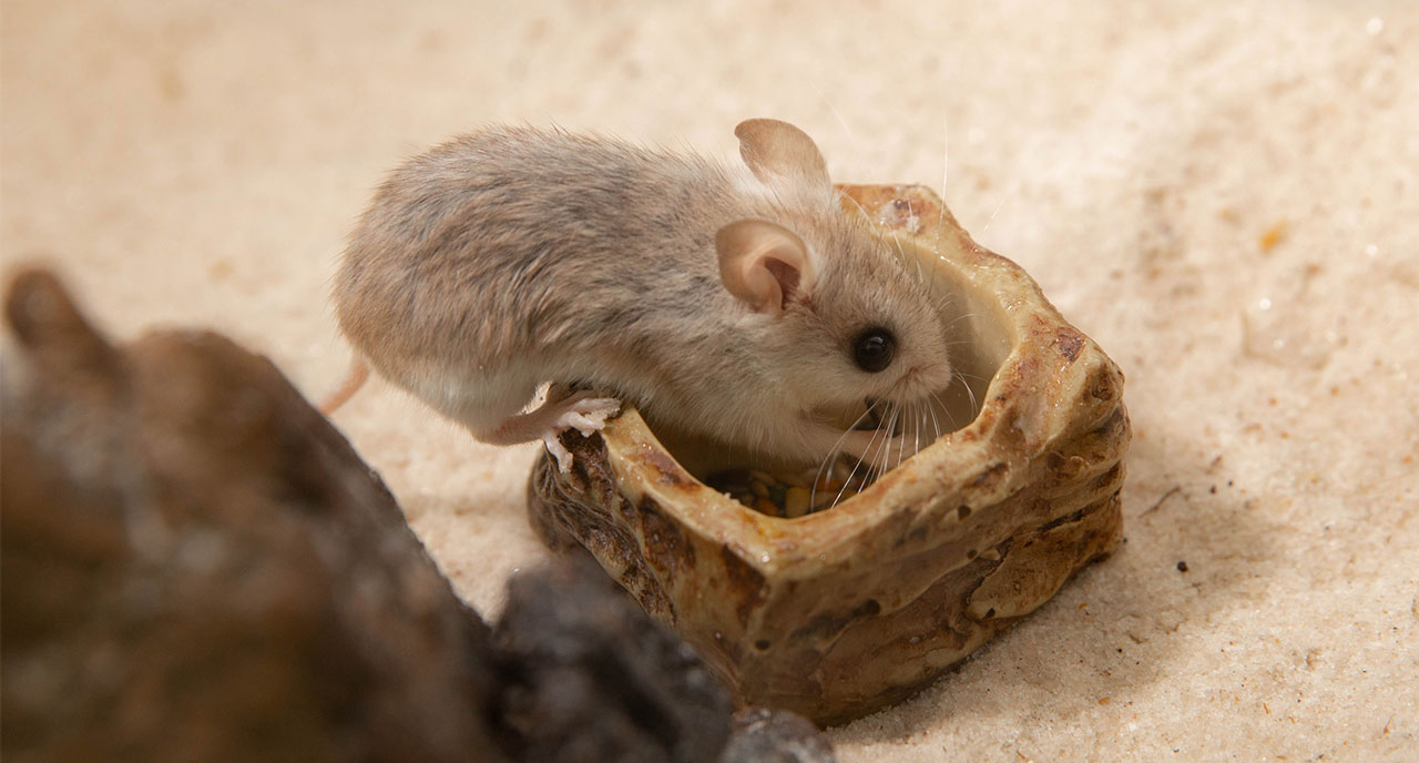 Perdido Key beach mouse* - Peromyscus polionotus trissyllepsis