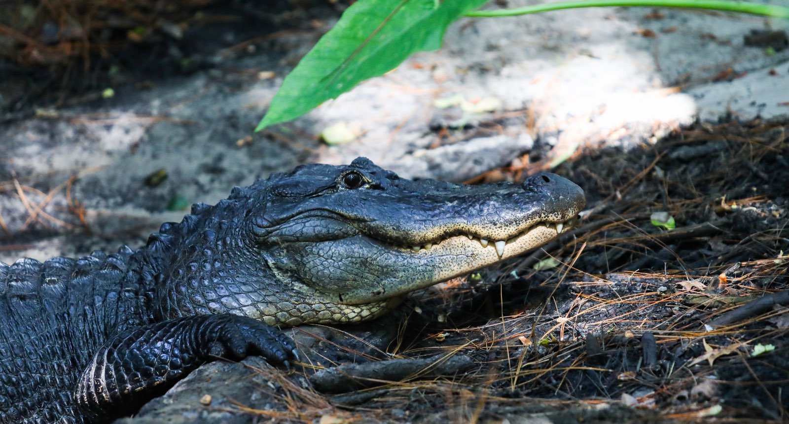 American alligator - Alligator mississippiensis