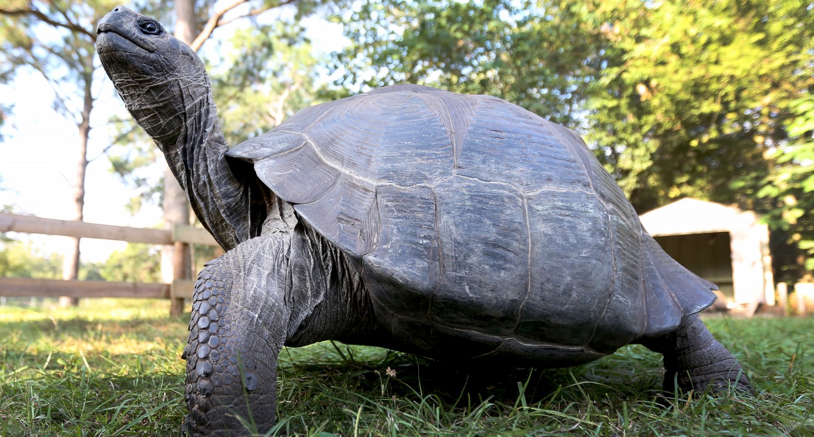 Galapagos tortoise* - Chelonoidis nigra
