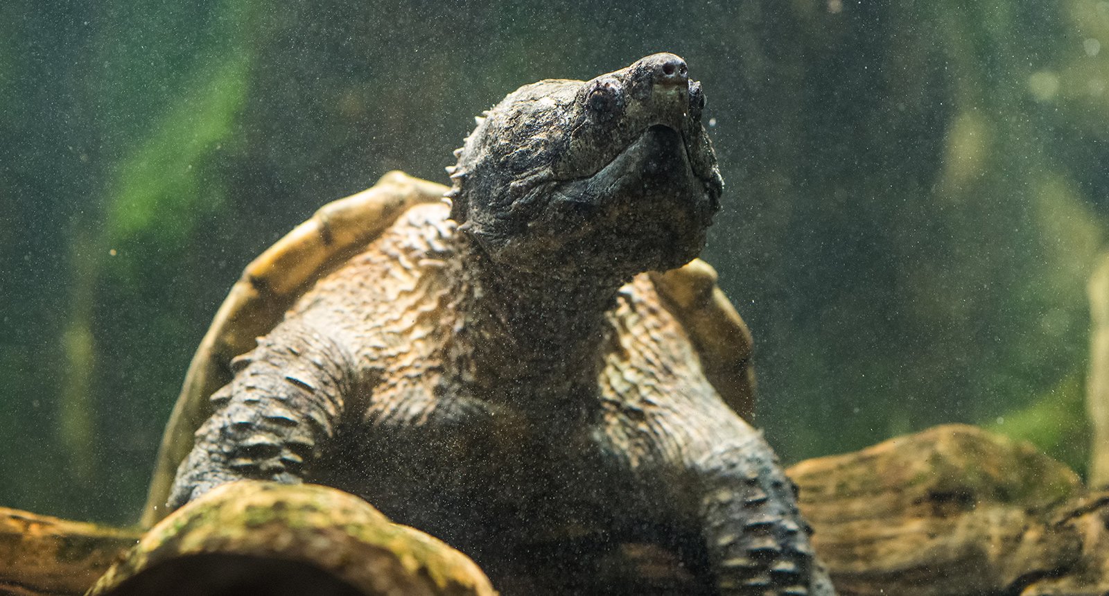 Alligator snapping turtle* - Macrochelys temnicki