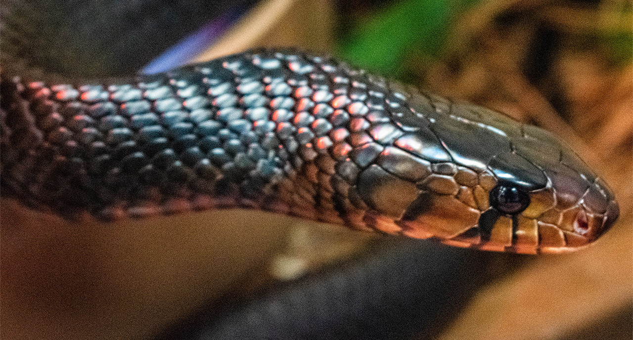 Eastern indigo snake - Drymarchon couperi