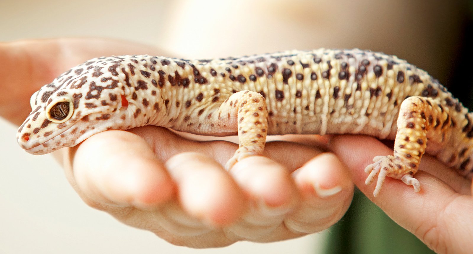 Leopard gecko* - Eublepharis macularius