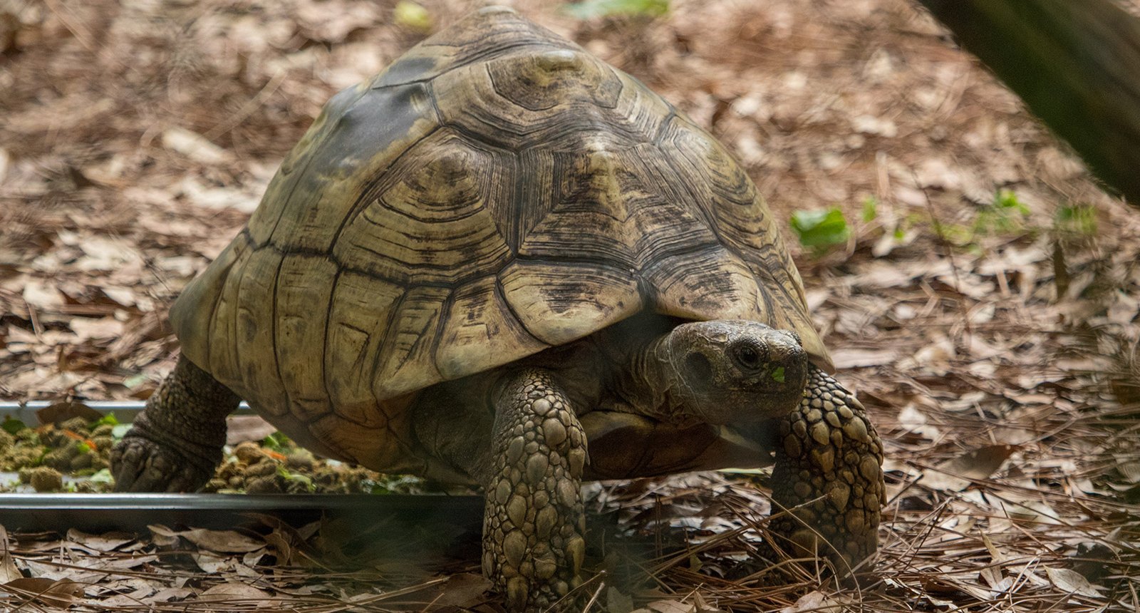 Leopard tortoise - Stigmochelys pardalis