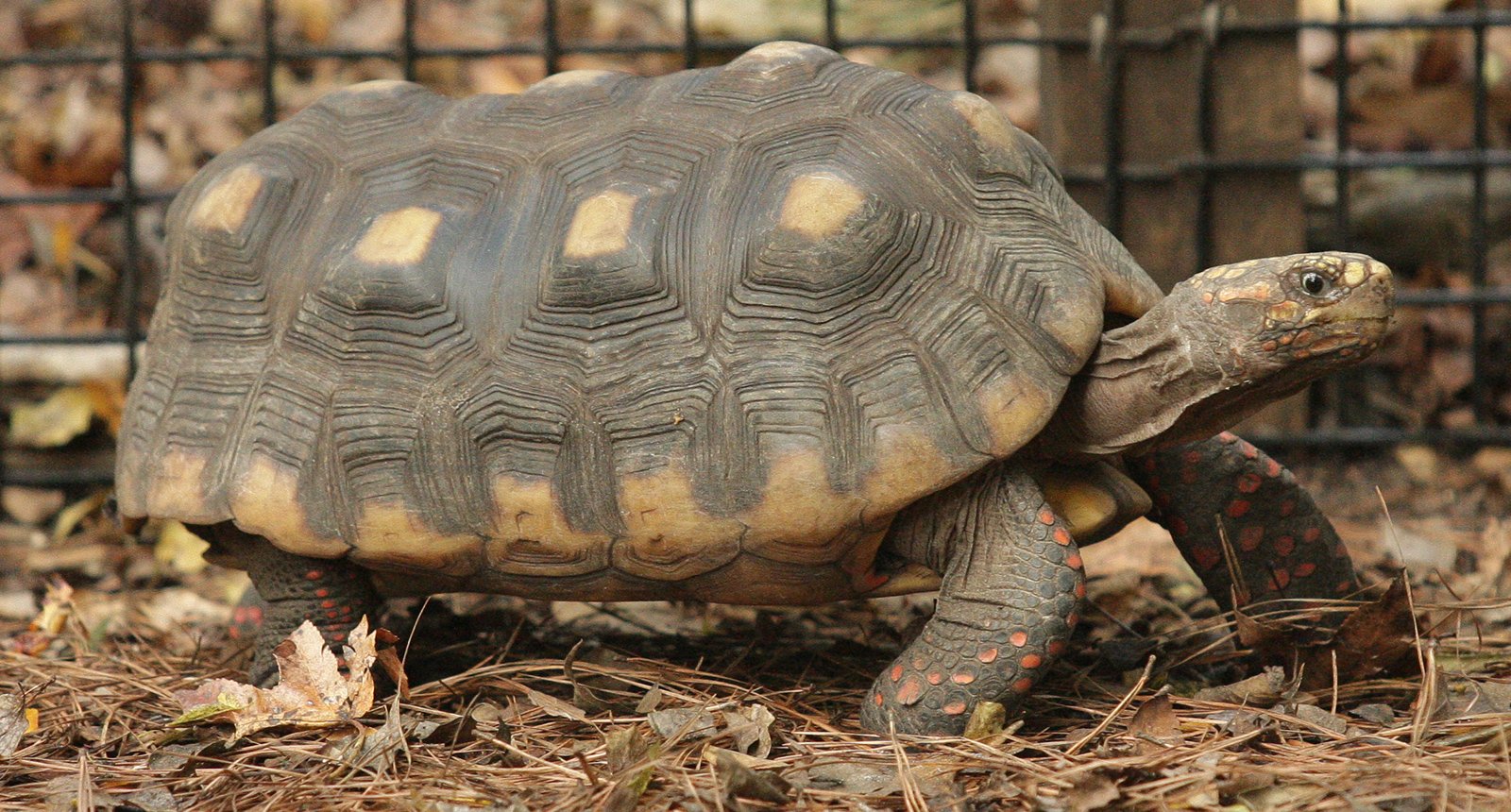 Red-footed tortoise - Chelonoidis carbonaria