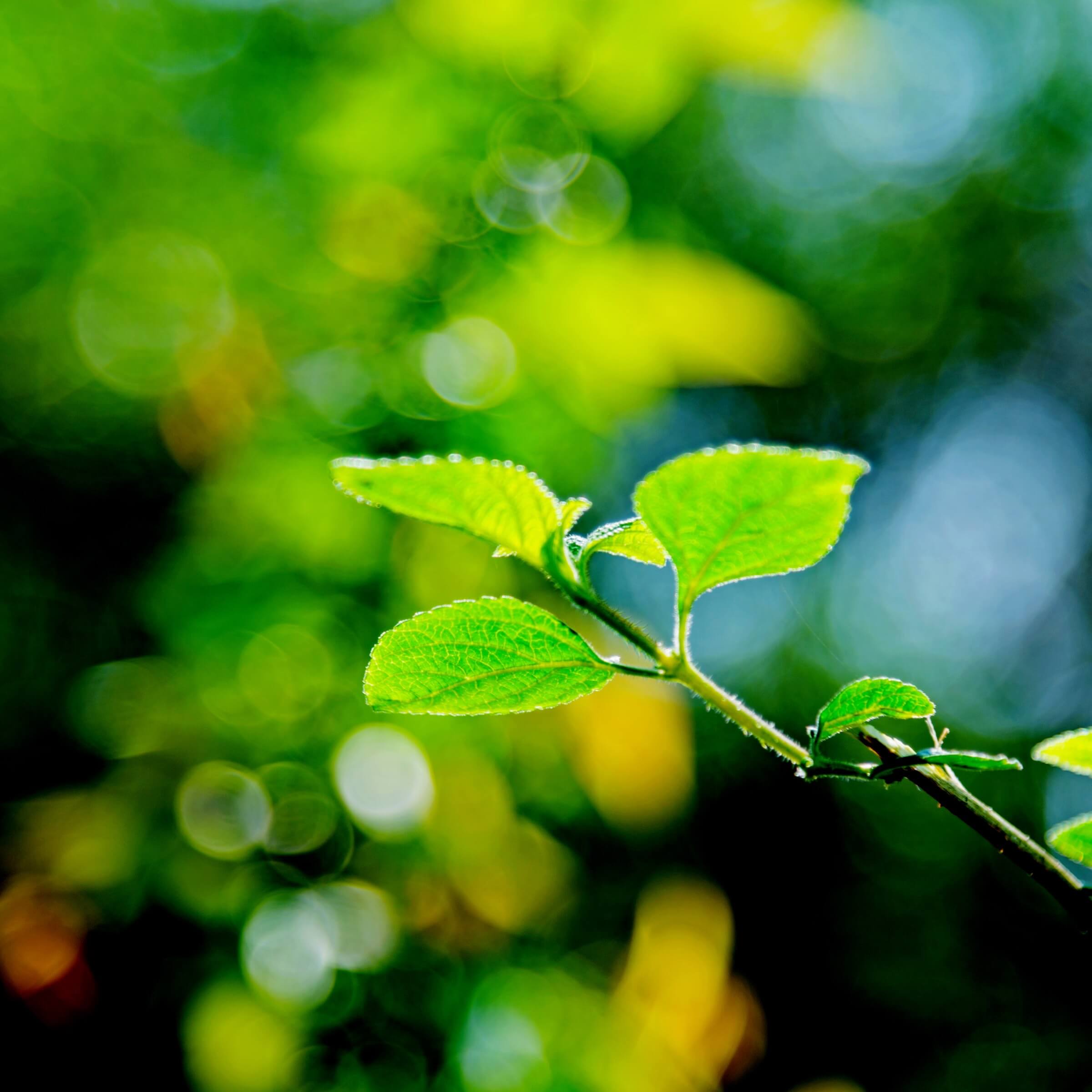 TOMORROW: Earn Honors Points with the Alachua Conservation Trust