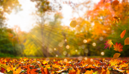 Light shining through trees on orange and yellow fall leaves