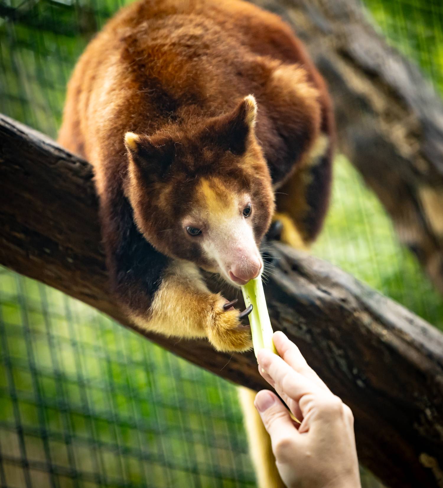 Tree kangaroo takes celery from a zookeeper's hand