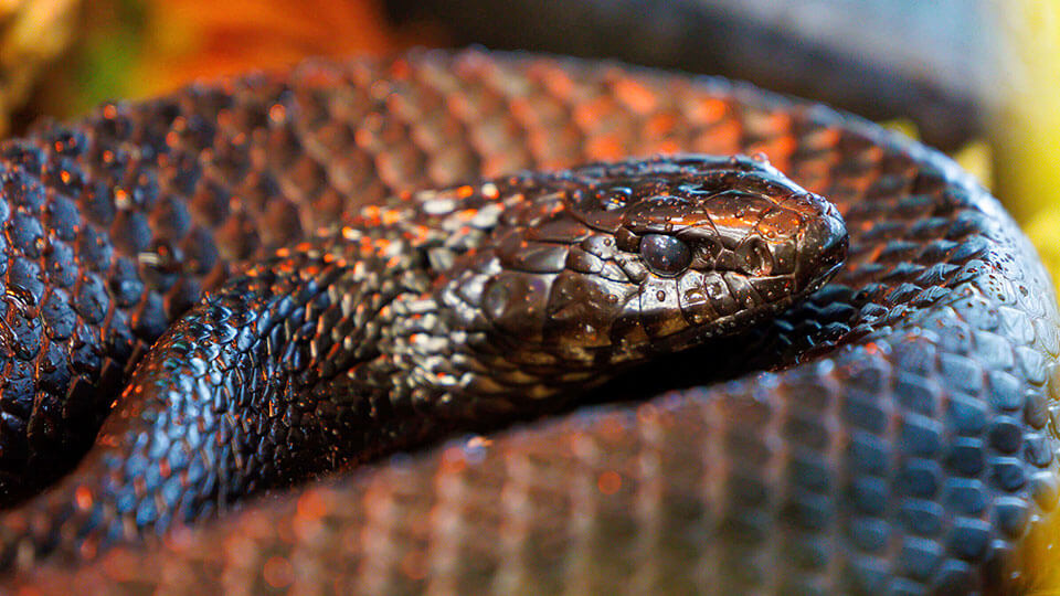 Eastern indigo snake